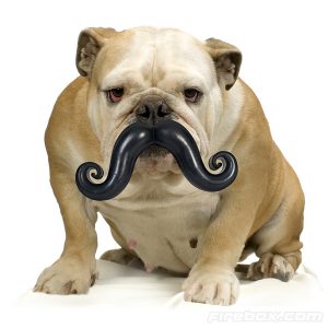 Bola con bigotes para perros