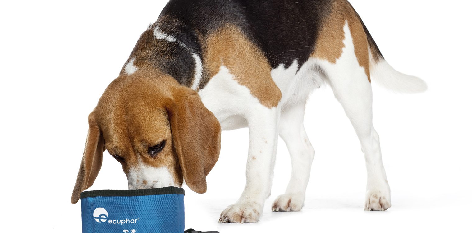 Comedero de perros para viaje